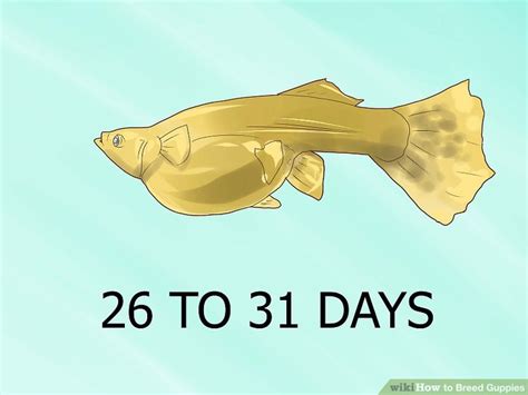 How to Breed Guppies: 11 Steps (with Pictures) - wikiHow