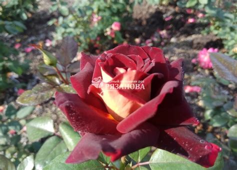 Каталог роз