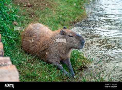 The Largest Rodent In The World Capybara In The Wild Stock Photo Alamy