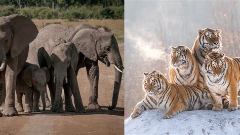 Tiger Vs Elephant Who Will Win