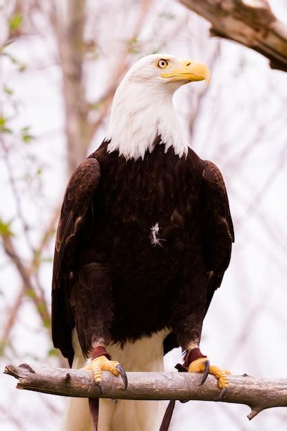 Premium Photo | Bald eagle of north america in captivity.