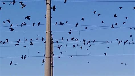 Crows Calling To Each Other 🐦 Sound Of Crows Cawing Youtube