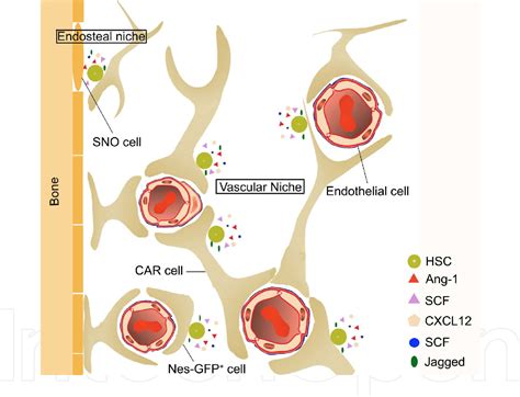 Figure 1 from Hematopoietic Stem Cell Niche: Role in Normal and ...