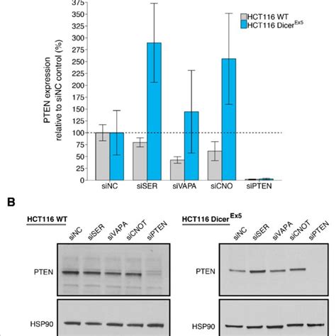 Pten Protein Expression In Wild Type And Dicer Mutant Hct Cells