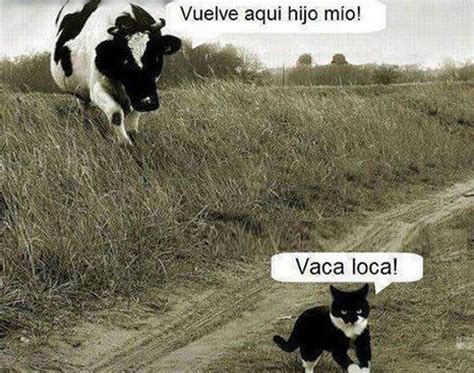 Imagenes De Vacas Graciosas