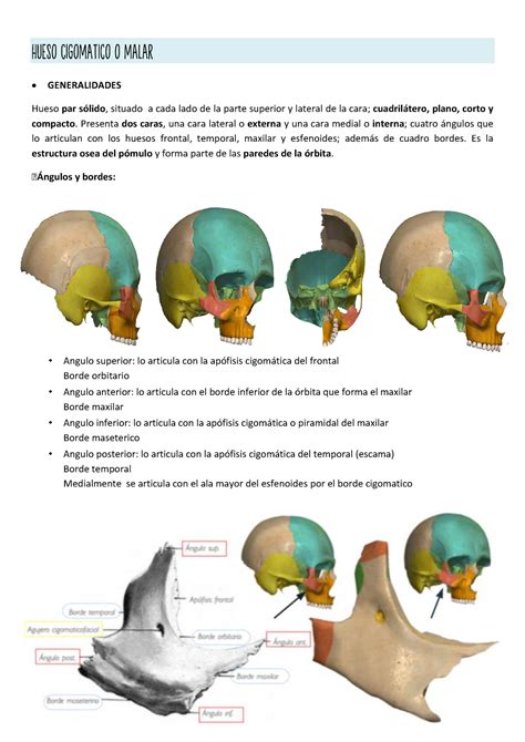 Hueso Cigomatico O Malar Generalidades Hueso Par S Lido Situado A