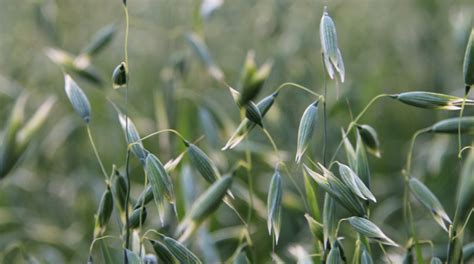 Usda Nass South Dakota Crop Progress And Condition For April