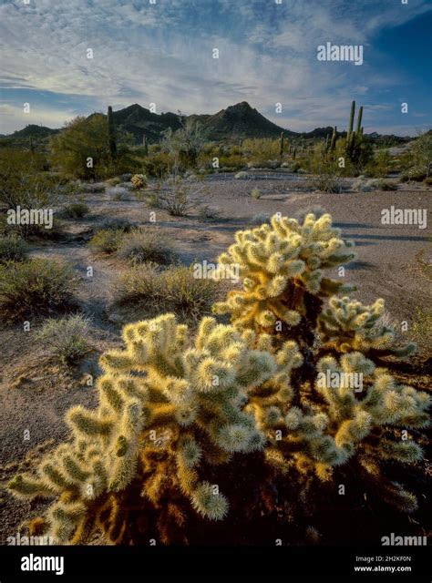 Teddy Bear Cholla, Cabeza Prieta National Wildlife Refuge, Organ Pipe ...