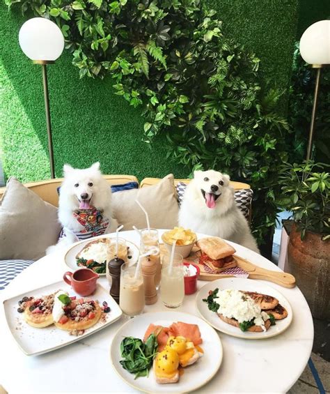 11 Dog Friendly Cafes And Restaurants In Singapore That You Can Dine At