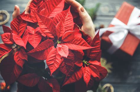 T Cnica Secreta De Vivero Para Que Tu Flor De Nochebuena Luzca Hermosa