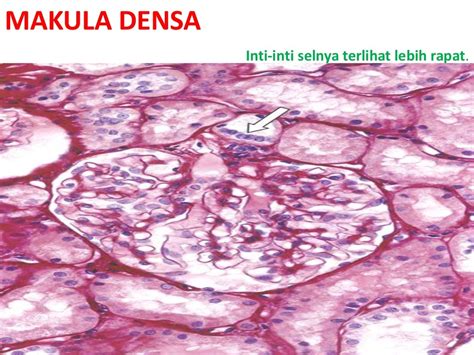 Histologi Ginjal 2015