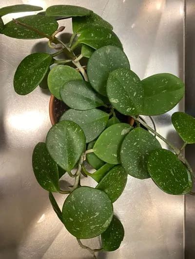 Hoya Obovata Expert Care Flowering Propagation Tips