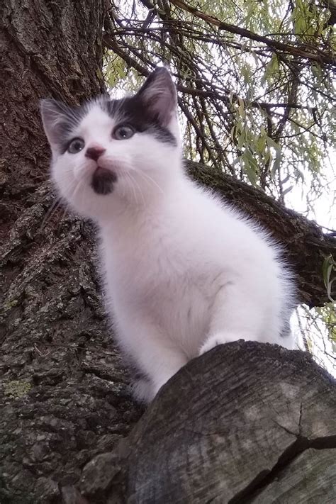 Котенок | Animals, Cats
