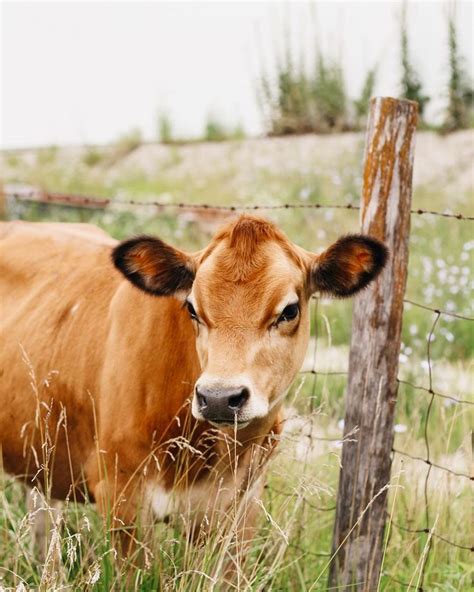 🌻 Stephanie Dieckman 🌻 On Instagram “the Heifers Got To Move To A New Pasture The Other Day And