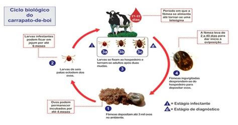 Veja Agora 6 Formas De Fazer O Controle De Carrapatos Em Bovinos 2023