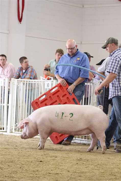 Nsr Show Sale Results National Barrow Show Landrace Boar And