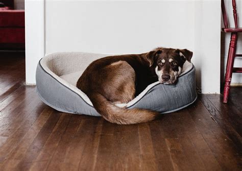 animal euthanasia near me 2