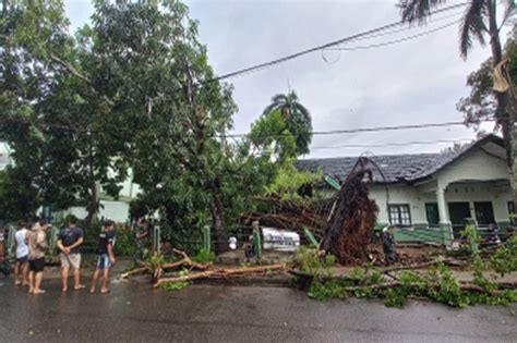 Pohon Beringin Tumbang Timpa Barak Remaja Siwalima