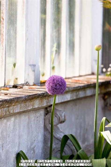 30 best Lavender & lilac flowers images on Pinterest | Beautiful flowers, Pretty flowers and ...