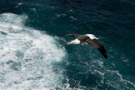 Stacey In Antarctica Spring Returns To Bird Island