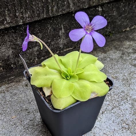 Pflegehinweise Fettkraut Pinguicula spec Tödliche Fallen