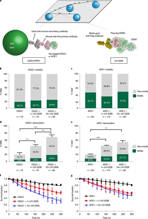 Single Molecule Analysis Reveals That Uv Ddb Stimulates Ogg And Ape