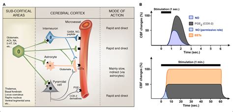 Revisiting The Role Of Neurons In Neurovascular Coupling Semantic Scholar