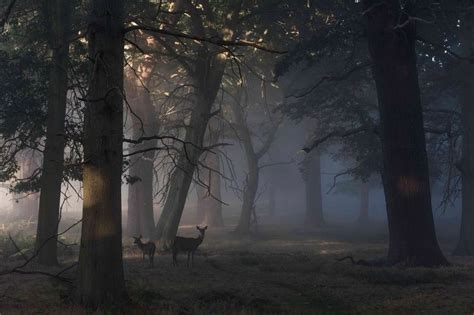 Majestic Deer in the Enchanted Forest