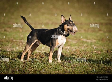 Miniature Bull Terrier Stock Photo - Alamy