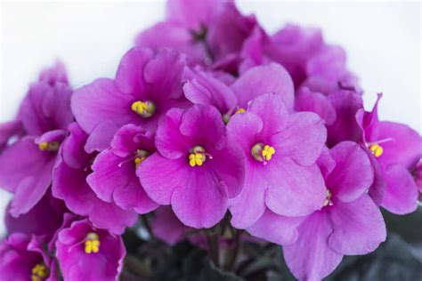 How Often Do African Violets Bloom Gardeneco