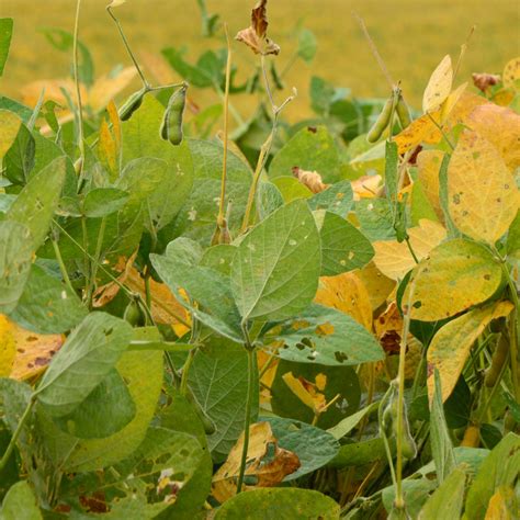 Ferrugem Da Soja Saiba Como Evitar E Controlar O Problema Terra De