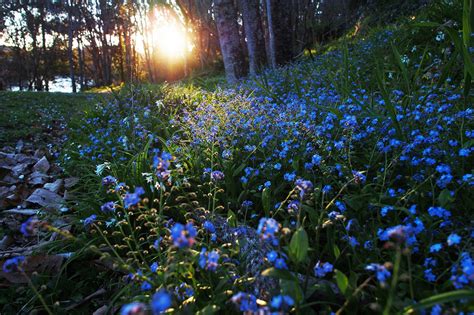 Wallpaper X Px Blue Flowers Forget Me Nots Nature