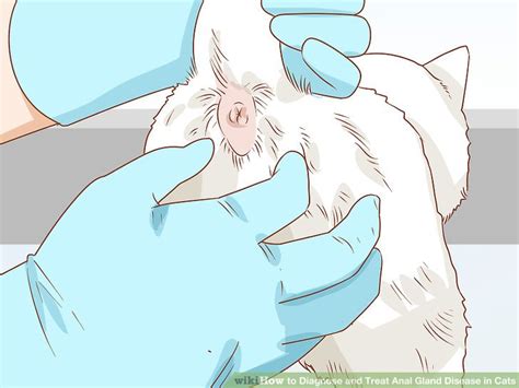 How To Diagnose And Treat Anal Gland Disease In Cats Steps