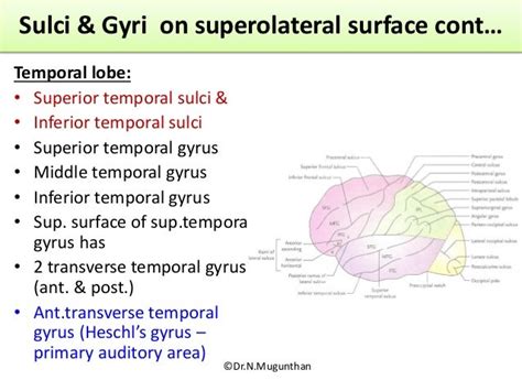 Gyri And Sulci Function Stephanie