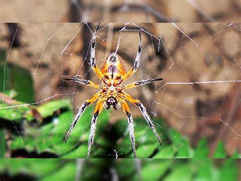 Spider Traps Big Insects And Moths But Does Not Get Caught In Its Own Net Know What Is The