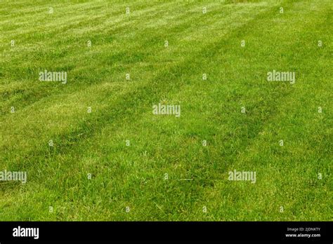 Beautiful Green Lawn Freshly Mowed Hi Res Stock Photography And Images