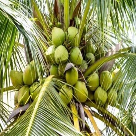 Coconut Plant WEST COAST TALL COCONUTS Exporter From Jamnagar