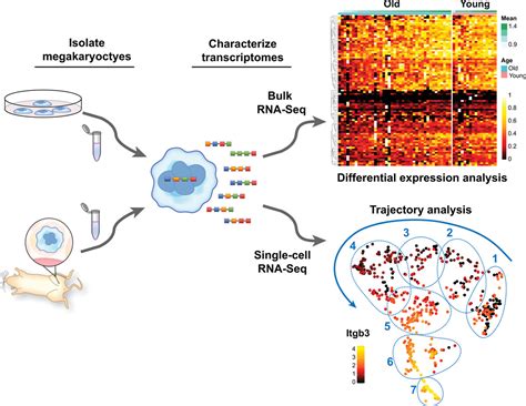 Megakaryocyte And Platelet Transcriptomics For Discoveries In Human