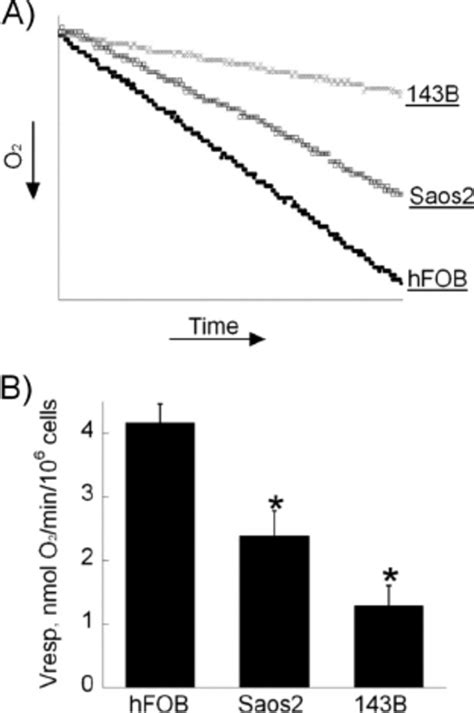 Proliferation Rate And Invasive Potential Of Osteosarcoma Cells A