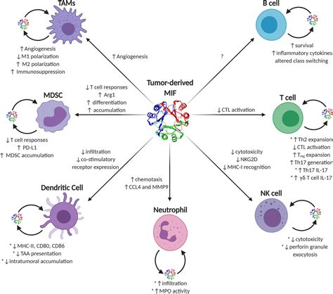 Oxmif A Druggable Isoform Of Macrophage Migration Inhibitory Factor In