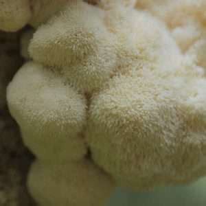 Lion S Mane Liquid Culture Grow Mushrooms Canada