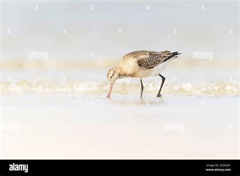 A Bar Tailed Godwit Limosa Lapponica Foraging During Fall Migration