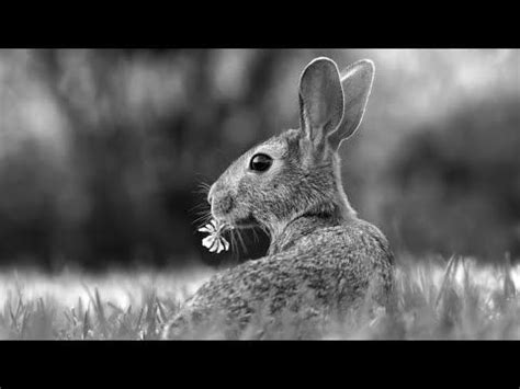 How to Draw a Rabbit - Real Time Realistic Animal Drawing Lessons ...