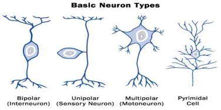 Types of Neurons - Assignment Point