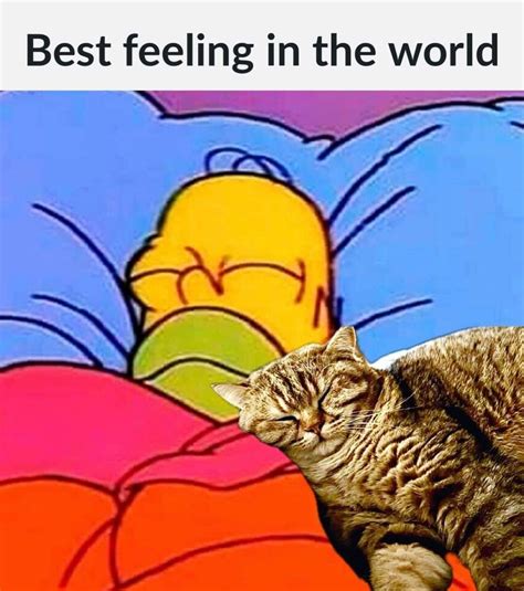 memes ideas   memes funny memes funny pictures