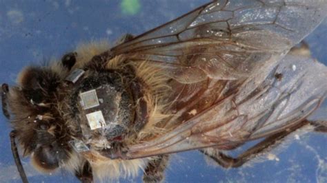 "Zombie" Bees Electronically Enhanced to Help Solve Die-Off Mystery