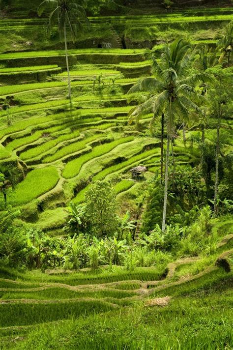 Tegallalang Terrazas Del Arroz De Bali Foto De Archivo Imagen De