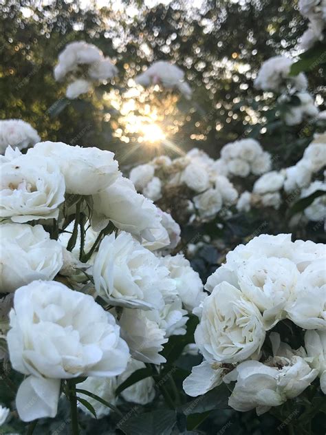 Premium Photo | White roses in a garden
