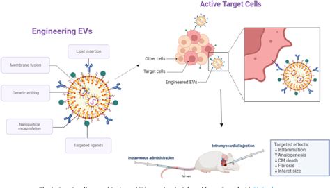 Figure 6 From Biomimetic Nanomaterials In Myocardial Infarction Treatment Harnessing Bionic