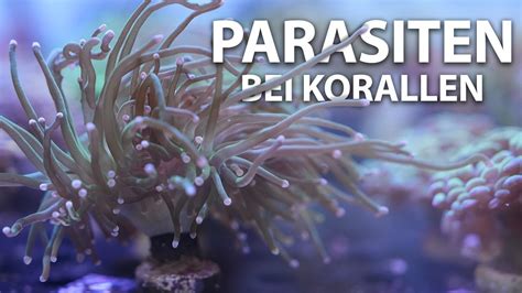 PARASITEN Bei Korallen Im Meerwasseraquarium Fauna Marin YouTube